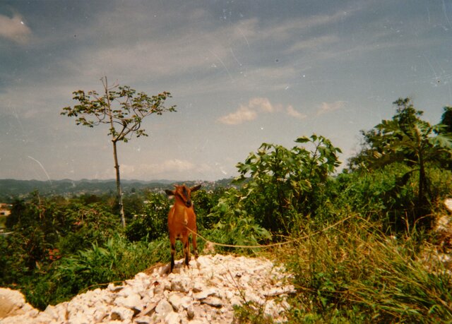 Goat in the hills